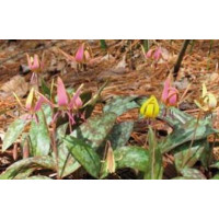 Erythronium ´Dens Canis´ mix / Zmes kandíkov ´Psí zub´, bal. 3 ks, I.