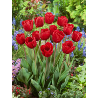 Tulipa ´Escape´ / Tulipán, bal. 7 ks, 11/12