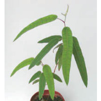 Eucalyptus citriodora / Citrónový eukalyptus, K9