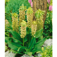 Eucomis ´Bicolor´ / Chocholka, 14/16