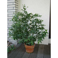 Eucalyptus citriodora / Citrónový eukalyptus, K9