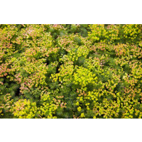 Euphorbia seguieriana ssp. Niciciana´ / Mliečnik, K9