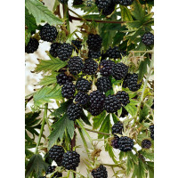 Rubus fruticosus ´Thornless Oregon´ / Ostružina beztŕňová, C2