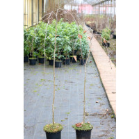 Fagus sylvatica ´Purpurea Pendula´ / Buk lesný previsnutý purpurovo-červený, 120-150 cm, C3