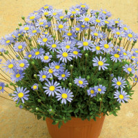 Felicia amelloides ´Felicitara Blue´ / Felicia, Kapská astra , bal. 3ks, 3xK7