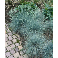 Festuca cinerea ´Festina´ / Kostrava sivá, K9