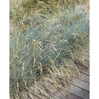 Festuca valesiaca ´Glaucantha´ / Kostrava, K9