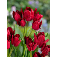 Tulipa ´Fiery Club´ / Tulipán, bal. 5 ks, 11/12