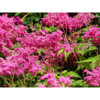 Filipendula purpurea ´Elegans´ / Túžobník purpurový, C1,5