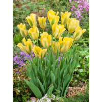 Tulipa ´Formosa´ / Tulipán, bal. 7 ks, 11/12
