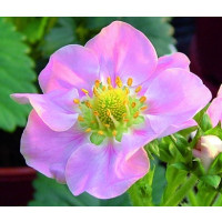 Fragaria ´Rosana®´ / Staleplodiaca jahoda s ružovými kvetmi, K11