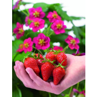 Fragaria ´Toscana®´ BIO / Staleplodiaca jahoda s ružovými kvetmi BIO, K11