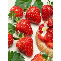 Fragaria ananassa ´Flair´ / Jahoda, bal. 6 ks, 6xK7