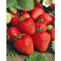 Fragaria ananassa ´Allegro´ / Skoro plodiaca jahoda, bal. 6 ks, 6xK7