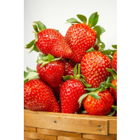 Fragaria ananassa ´Diamante´ / Stáleplodiaca jahoda, bal. 6 ks, 6xK7