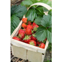 Fragaria ananassa ´Furore´ (R) / Jahoda stáleplodiaca, bal. 6 ks, 6xK7