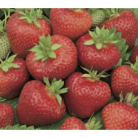 Fragaria ananassa ´Honeoye´ / Jahoda, bal. 10 ks, VK