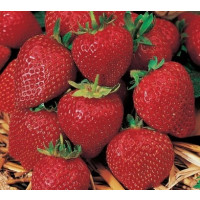 Fragaria ananassa ´Korona´ / Jahoda stredne skorá, bal. 6 ks, 6xK7