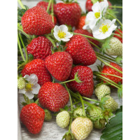 Fragaria ananassa ´Murano´ / Stáleplodiaca jahoda, bal. 6 ks, 6xK7