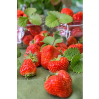 Fragaria ananassa ´Sunsation´ (R) / Jahoda stredne skorá, bal. 6 ks, 6xK7