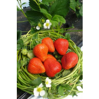 Fragaria ananassa ´Rumba´ / Skoro plodiaca jahoda, bal. 6 ks, 6xK7