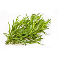 Artemisia dracunculus BIO / Francúsky estragon, K12
