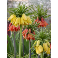 Fritillaria imperialis ´Lutea Maxima´ / Cisárska koruna žltá, 20/24