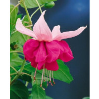 Fuchsia ´Seventh Heaven´ / Fuksia, K7