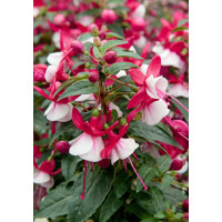 Fuchsia ´Alwin´ / Fuksia, bal. 3 ks, 3x K7