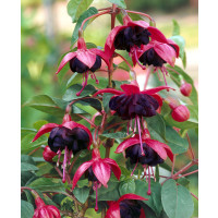 Fuchsia cultivars ® ´Blacky´  / Fuksia, K7