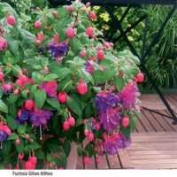 Fuchsia ´Gilian Althea´ / Fuchsia vzpriamená fialová, K7