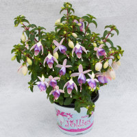 Fuchsia Jollies® ´Macon´  / Fuksia, bal. 6 ks, 6x K7