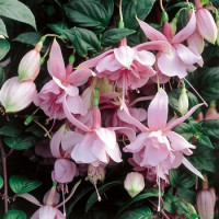 Fuchsia ´Pink Galore´/ Fuchsia previsnutá, K7