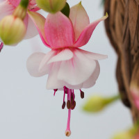 Fuchsia Summermelody® ´Santapilar´ / Fuksia, K7