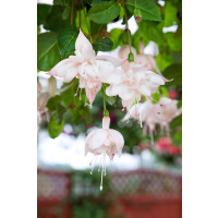 Fuchsia cultivars® ´White King´ / Fuksia, bal. 6 ks, 6x K7