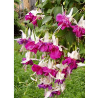 Fuchsia ´So Big´ / Fuksia previsnutá fialovo-biela, bal. 3 ks, 3x K7