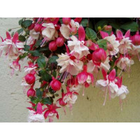 Fuchsia ´Swingtime´ / Fuksia previsnutá č-b, bal. 3 ks, 3xK7