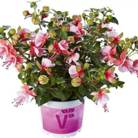 Fuchsia cultivars Fuchsita ®´Candy´  / Fuksia, bal. 6 ks, 6x K7
