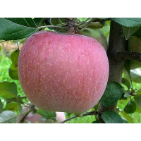 Malus domestica ´Fuji´ / Jabloň zimná, MM106