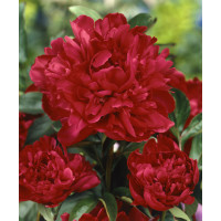 Paeonia ´Karl Rosenfield´ / Pivonka plnokvetá, K13