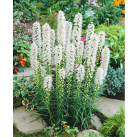 Liatris ´Floristan Alba´ / Liatra biela, K9
