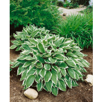 Hosta undulata ´Albomarginata´, C1 