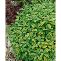 Salvia officinalis ´Aurea´ / Šalvia lekárska, K9