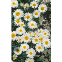 Aster alpinus ´White Beauty´ / Astra alpínska, K9