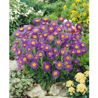 Aster alpinus ´Dark Beauty´ / Astra alpínska tmavofialová, K9