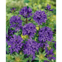 Campanula glomerata ´Superba´ / Zvonček klbkatý, C1