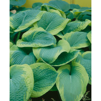 Hosta ´Frances Williams´ / Hosta / Funkia, K9