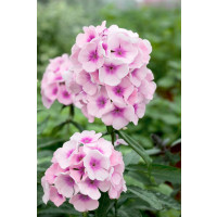 Phlox paniculata 'Bright Eyes' / Flox metlinatý, K14