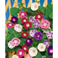 Ipomoea purpurea / Povojník ´IMPERIAL ZMES´, bal. 1 g