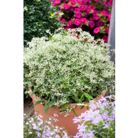 Euphorbia hypericifolia ´pac®Mont Blanc´ / Mliečnik ľubovníkolistý, bal. 6 ks sadbovačov